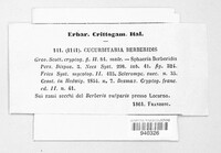 Cucurbitaria berberidis image